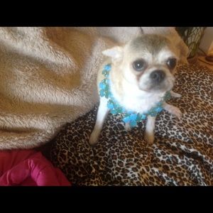 Meet your Posher, Ginger